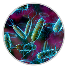Baktérie vírusy plesne prírodné doplnky