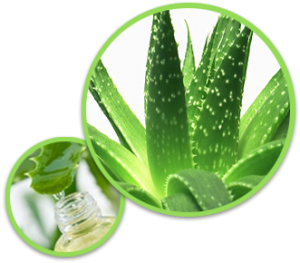 Aloe vera herbs olej
