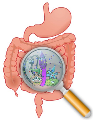 Prospešné probiotické baktérie v črevách