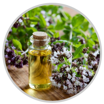 Oreganový olej kapsulky