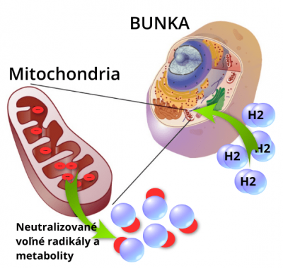 Molekulárny vodík a mitochondrie