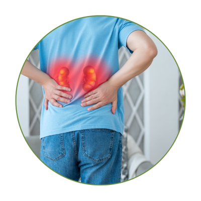 Obličky a močový mechúr