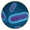 Bakteriálne infekcie • Prírodné doplnky | HarmonyNature.sk