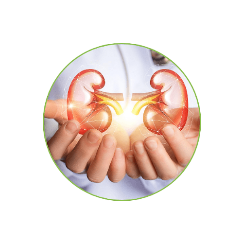 Február ► Ako posilniť zdravie obličiek